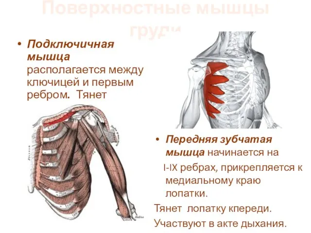 Поверхностные мышцы груди Подключичная мышца располагается между ключицей и первым