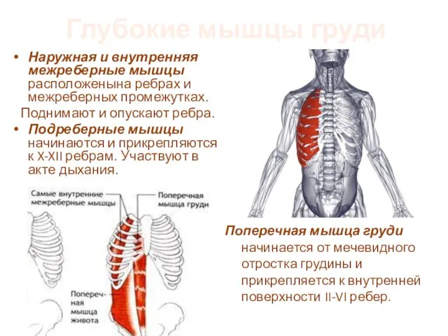 Глубокие мышцы груди Наружная и внутренняя межреберные мышцы расположенына ребрах