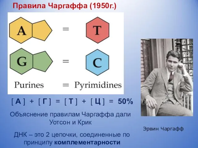 Эрвин Чаргафф Объяснение правилам Чаргаффа дали Уотсон и Крик ДНК