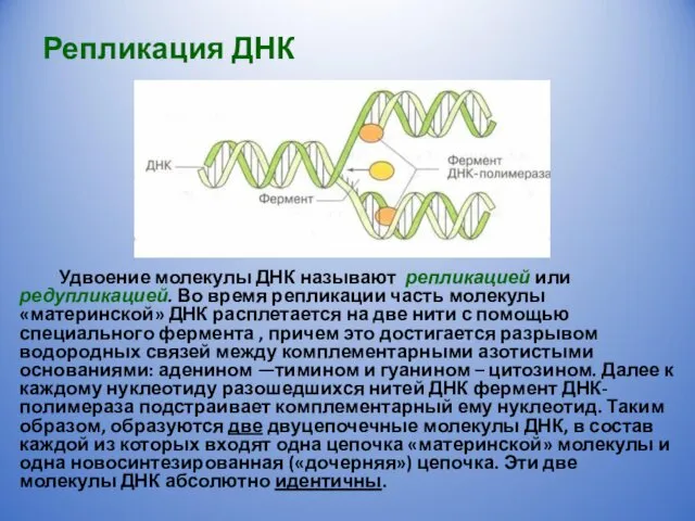 Репликация ДНК Удвоение молекулы ДНК называют репликацией или редупликацией. Во