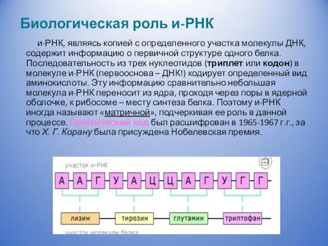 Биологическая роль и-РНК и-РНК, являясь копией с определенного участка молекулы