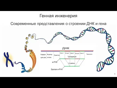 Генная инженерия Современные представления о строении ДНК и гена