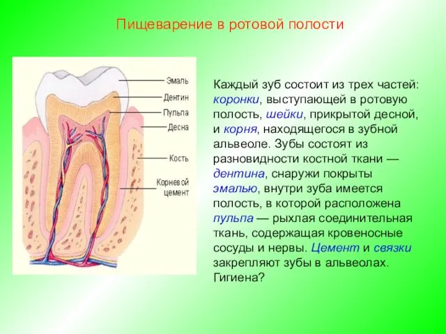 Каждый зуб состоит из трех частей: коронки, выступающей в ротовую