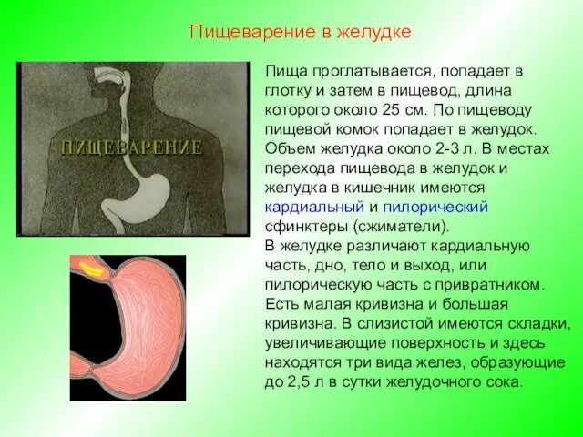 Пища проглатывается, попадает в глотку и затем в пищевод, длина