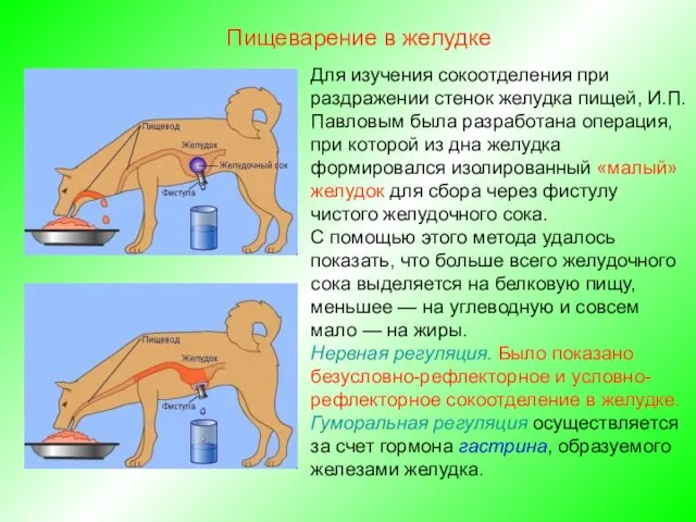 Для изучения сокоотделения при раздражении стенок желудка пищей, И.П.Павловым была