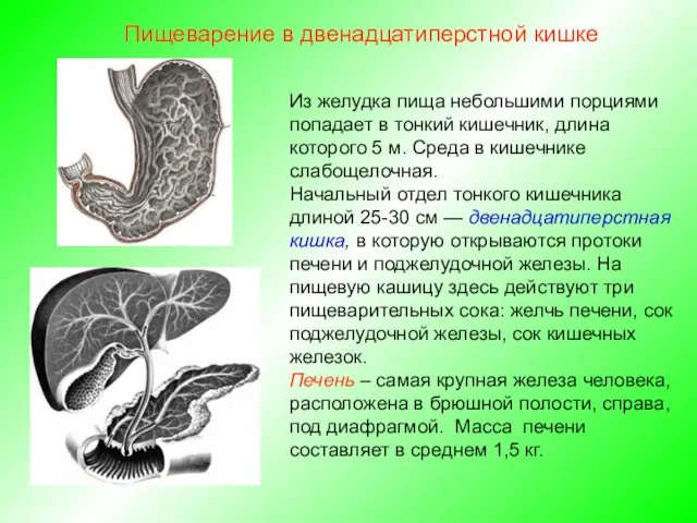 Из желудка пища небольшими порциями попадает в тонкий кишечник, длина