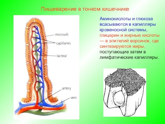 Аминокислоты и глюкоза всасываются в капилляры кровеносной системы, глицерин и