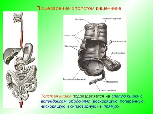 Толстая кишка подразделяется на слепую кишку с аппендиксом, ободочную (восходящую,