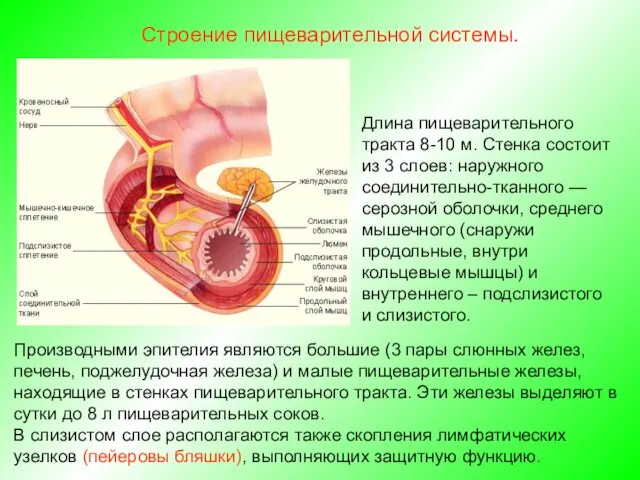 Длина пищеварительного тракта 8-10 м. Стенка состоит из 3 слоев: