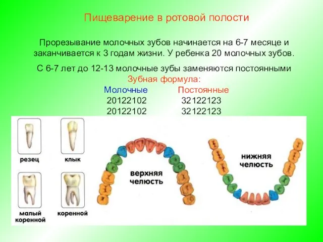 Прорезывание молочных зубов начинается на 6-7 месяце и заканчивается к