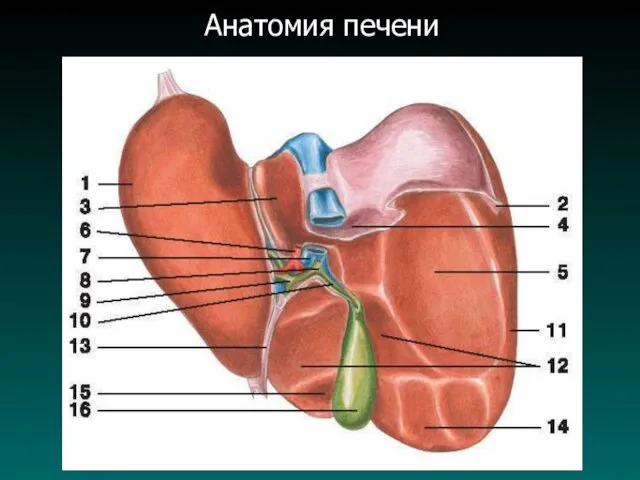 Анатомия печени