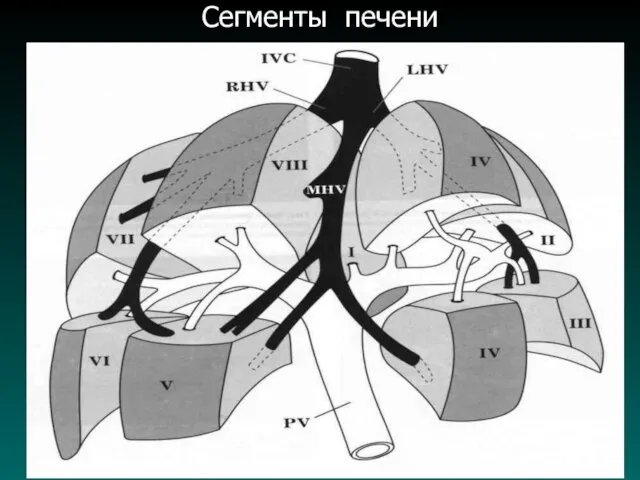 Сегменты печени