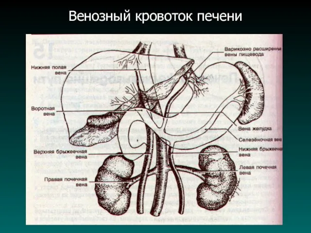 Венозный кровоток печени