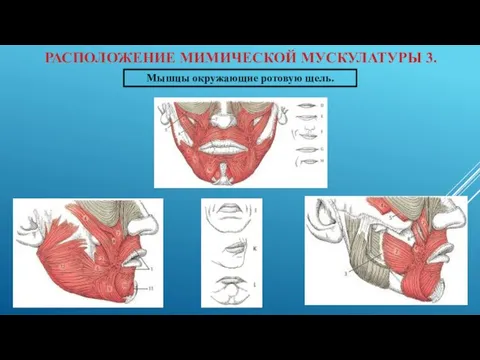 РАСПОЛОЖЕНИЕ МИМИЧЕСКОЙ МУСКУЛАТУРЫ 3. Мышцы окружающие ротовую щель.