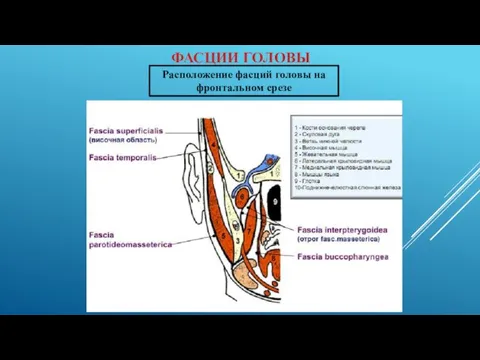ФАСЦИИ ГОЛОВЫ Расположение фасций головы на фронтальном срезе