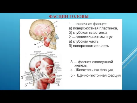 ФАСЦИИ ГОЛОВЫ