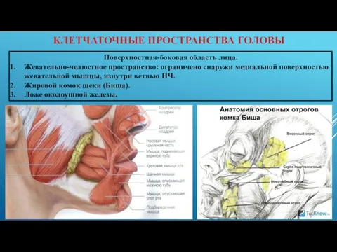 КЛЕТЧАТОЧНЫЕ ПРОСТРАНСТВА ГОЛОВЫ Поверхностная-боковая область лица. Жевательно-челюстное пространство: ограничено снаружи