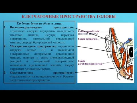 КЛЕТЧАТОЧНЫЕ ПРОСТРАНСТВА ГОЛОВЫ Глубокая боковая область лица. Височно-крыловидное пространство: ограничено