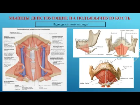 МЫШЦЫ ДЕЙСТВУЮЩИЕ НА ПОДЪЯЗЫЧНУЮ КОСТЬ. Надподъязычные мышцы