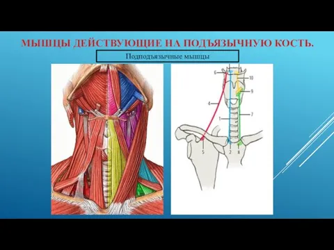 МЫШЦЫ ДЕЙСТВУЮЩИЕ НА ПОДЪЯЗЫЧНУЮ КОСТЬ. Подподъязычные мышцы