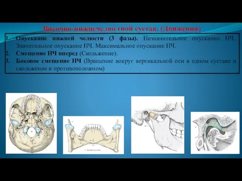 Височно-нижнечелюстной сустав. (Движения) Опускание нижней челюсти (3 фазы). Незначительное опускание