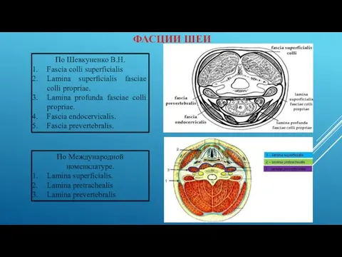 ФАСЦИИ ШЕИ По Международной номенклатуре. Lamina superficialis. Lamina pretrachealis Lamina