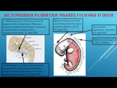 ИСТОЧНИКИ РАЗВИТИЯ МЫШЦ ГОЛОВЫ И ШЕИ Шейные миотомы C I-VIII.