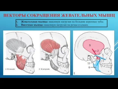 ВЕКТОРЫ СОКРАЩЕНИЯ ЖЕВАТЕЛЬНЫХ МЫШЦ Жевательная мышца: максимум нагрузки на большие