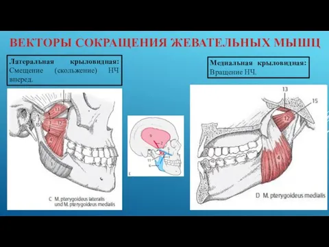 ВЕКТОРЫ СОКРАЩЕНИЯ ЖЕВАТЕЛЬНЫХ МЫШЦ Латеральная крыловидная: Смещение (скольжение) НЧ вперед. Медиальная крыловидная: Вращение НЧ.