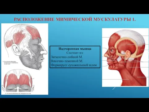 РАСПОЛОЖЕНИЕ МИМИЧЕСКОЙ МУСКУЛАТУРЫ 1. Надчерепная мышца Состоит из: Затылочно-лобной М. Височно-теменной М. Формирует сухожильный шлем