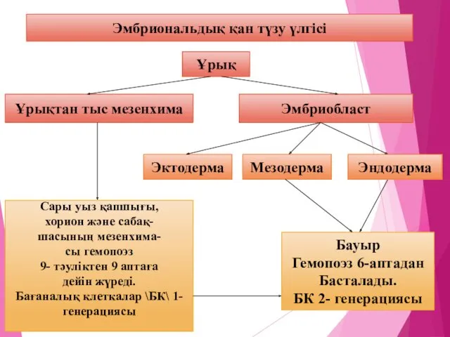 Эмбриональдық қан түзу үлгісі Ұрық Ұрықтан тыс мезенхима Эмбриобласт Эктодерма