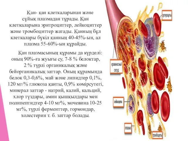 Қан- қан клеткаларынан және сұйық плазмадан тұрады. Қан клеткаларына эритроциттер,