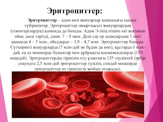 Эритроциттер: Эритроциттер – адам мен жануарлар қанындағы қызыл түйіршіктер. Эритроциттер