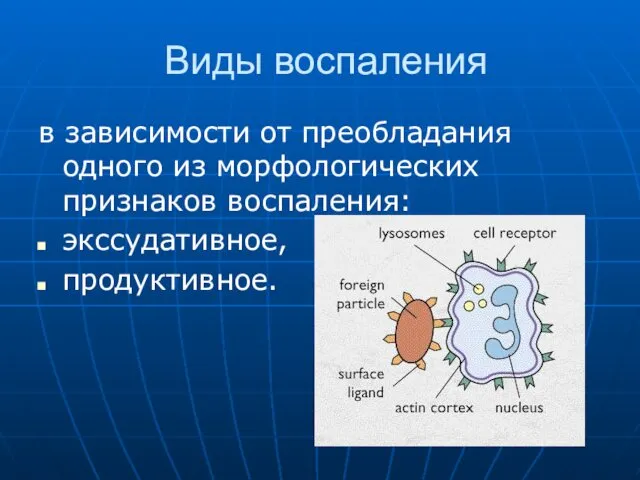 Виды воспаления в зависимости от преобладания одного из морфологических признаков воспаления: экссудативное, продуктивное.