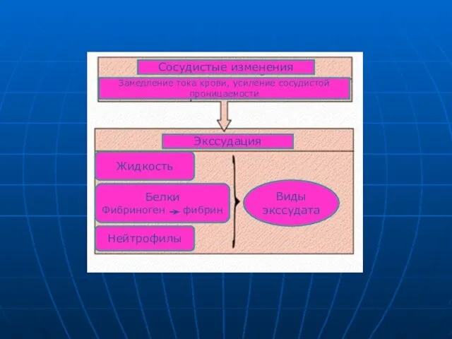 Сосудистые изменения Замедление тока крови, усиление сосудистой проницаемости Экссудация Виды экссудата Жидкость Белки Фибриноген фибрин Нейтрофилы