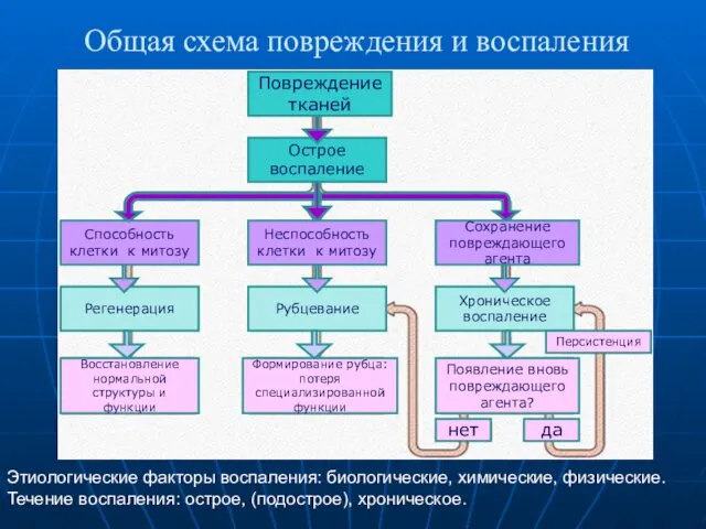 Общая схема повреждения и воспаления Этиологические факторы воспаления: биологические, химические,