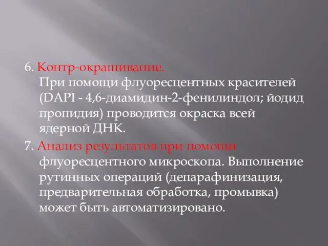 6. Контр-окрашивание. При помощи флуоресцентных красителей (DAPI - 4,6-диамидин-2-фенилиндол; йодид пропидия) проводится окраска