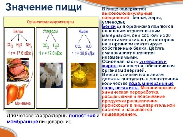 В пище содержатся высокомолекулярные соединения - белки, жиры, углеводы; Белки