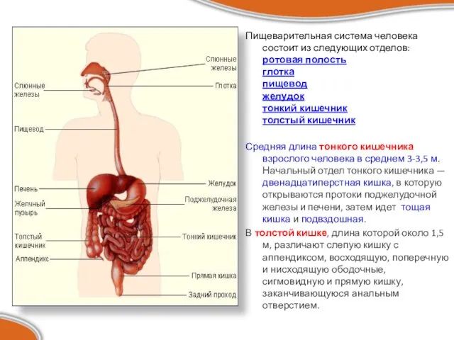 Пищеварительная система человека состоит из следующих отделов: ротовая полость глотка