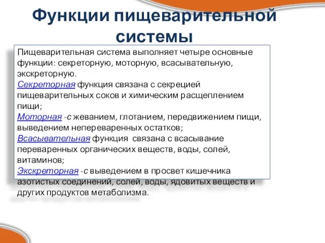 Функции пищеварительной системы Пищеварительная система выполняет четыре основные функции: секреторную,