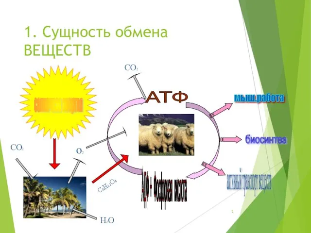 1. Сущность обмена ВЕЩЕСТВ о2 Н2О СО2 СО2 С6Н12О6 солнечная