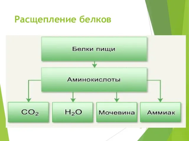 Расщепление белков