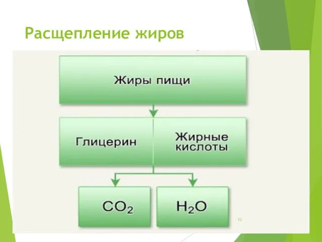 Расщепление жиров