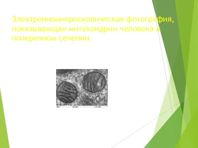 Электронномикроскопическая фотография, показывающая митохондрии человека в поперечном сечении.