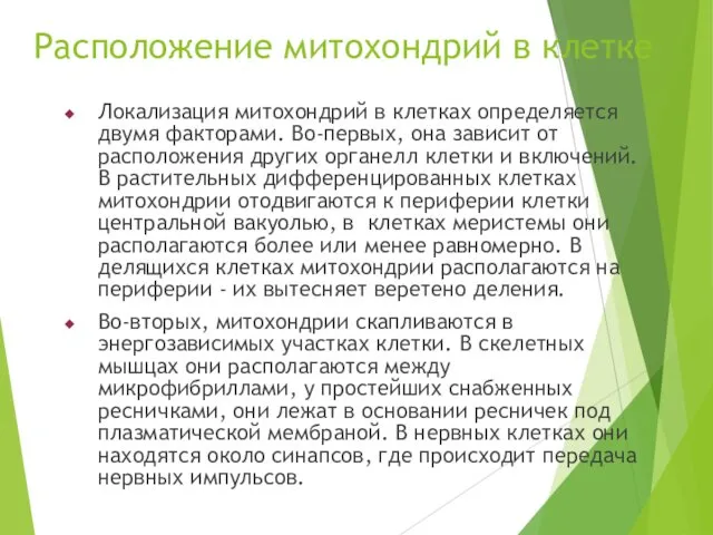 Расположение митохондрий в клетке Локализация митохондрий в клетках определяется двумя