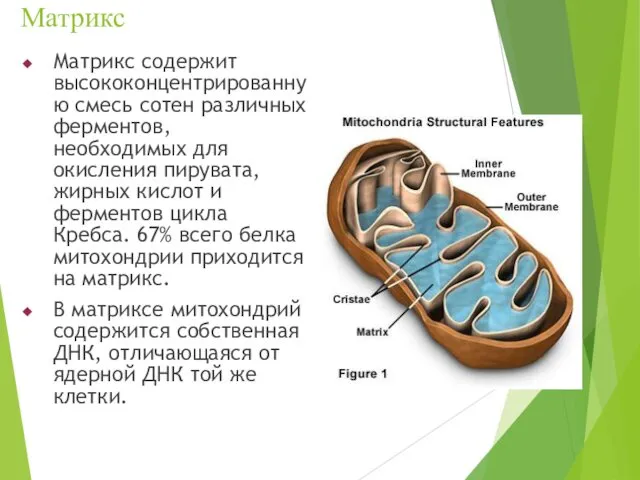 Матрикс Матрикс содержит высококонцентрированную смесь сотен различных ферментов, необходимых для