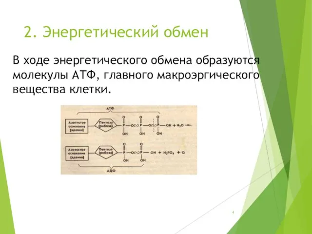 2. Энергетический обмен В ходе энергетического обмена образуются молекулы АТФ, главного макроэргического вещества клетки.