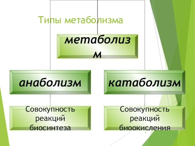 Типы метаболизма