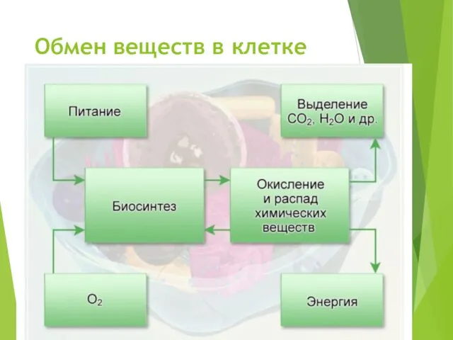 Обмен веществ в клетке