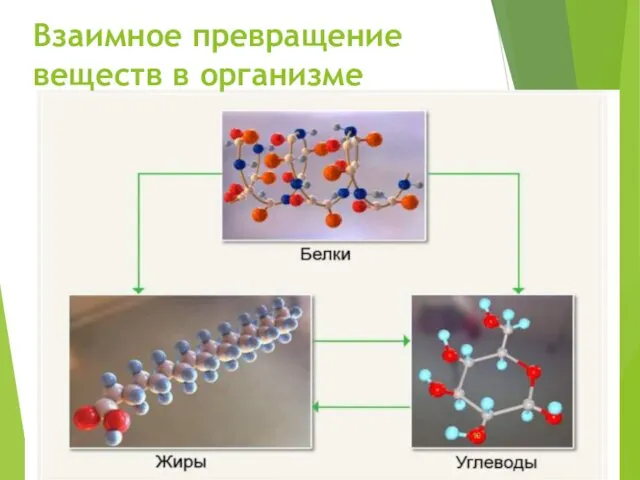 Взаимное превращение веществ в организме